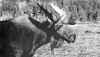 moose.jpg (45296 bytes)